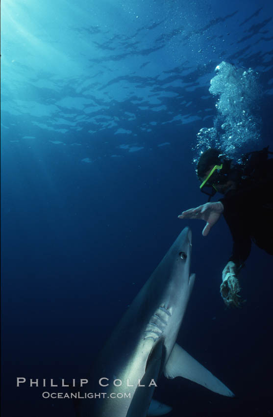 Blue shark. San Diego, California, USA, Prionace glauca, natural history stock photograph, photo id 00373