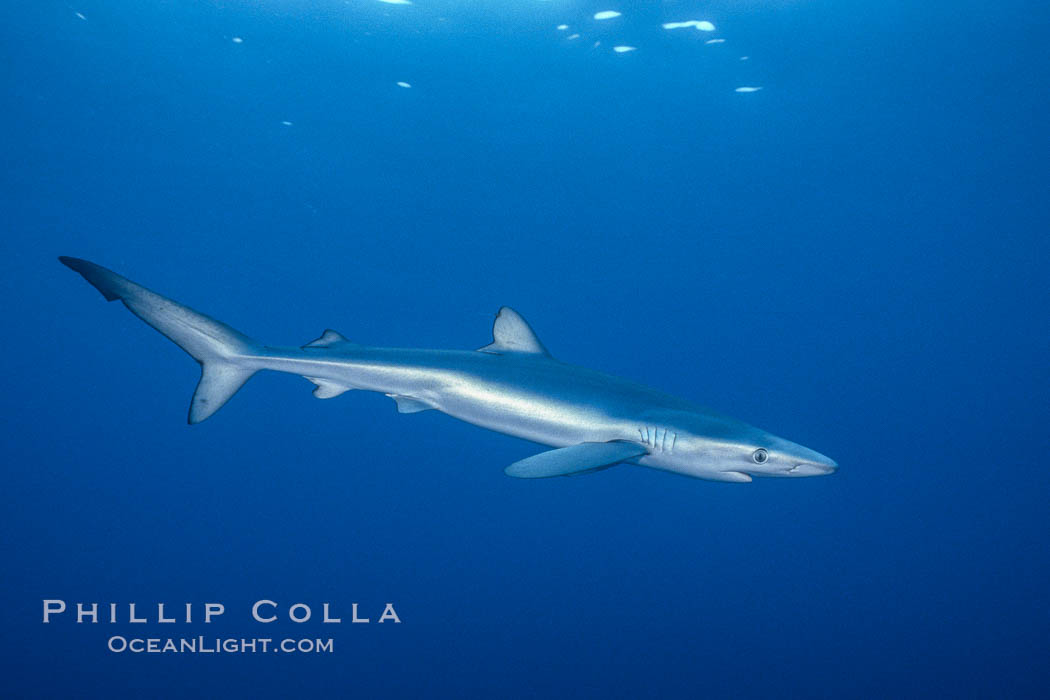 Juvenile blue shark in the open ocean. San Diego, California, USA, Prionace glauca, natural history stock photograph, photo id 00292