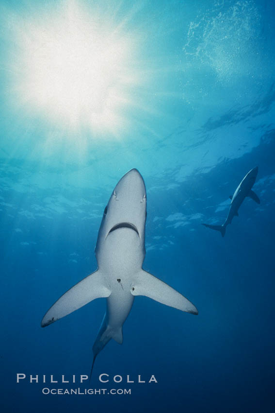 Blue shark underwater in the open ocean. San Diego, California, USA, Prionace glauca, natural history stock photograph, photo id 00585