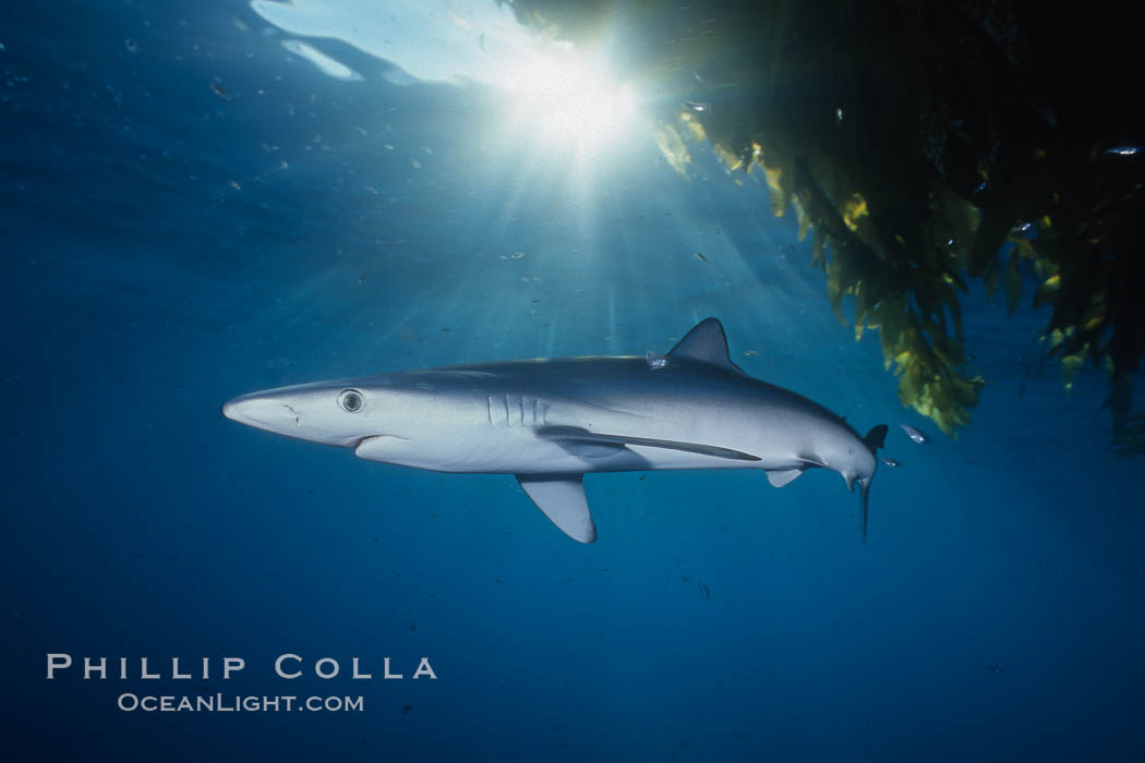 Blue shark and offshore drift kelp. San Diego, California, USA, Macrocystis pyrifera, Prionace glauca, natural history stock photograph, photo id 01082