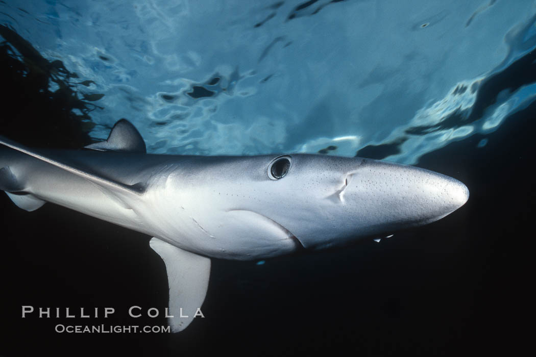 Blue shark, detail showing ampullae of Lorenzini. San Diego, California, USA, Prionace glauca, natural history stock photograph, photo id 01154