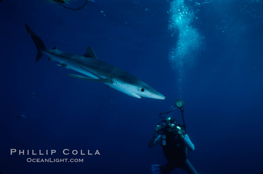 Blue shark. San Diego, California, USA, Prionace glauca, natural history stock photograph, photo id 01974