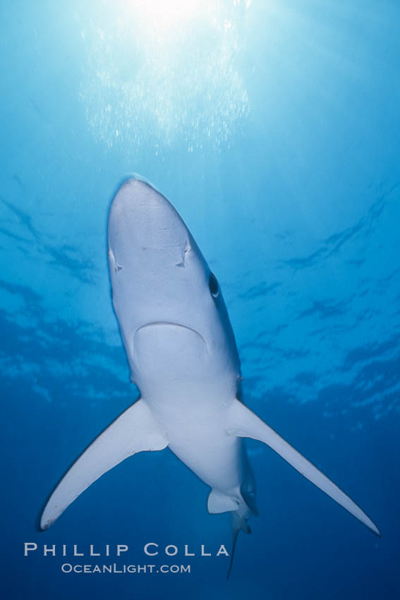 Blue shark, open ocean. San Diego, California, USA, Prionace glauca, natural history stock photograph, photo id 02290