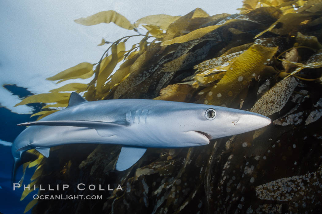Blue shark and offshore drift kelp paddy, open ocean. San Diego, California, USA, Prionace glauca, natural history stock photograph, photo id 01920