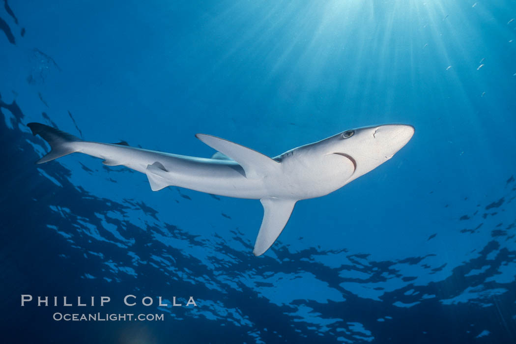 Juvenile blue shark in the open ocean. San Diego, California, USA, Prionace glauca, natural history stock photograph, photo id 01919