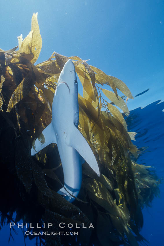 Blue shark and offshore drift kelp paddy, open ocean. San Diego, California, USA, Prionace glauca, natural history stock photograph, photo id 02287