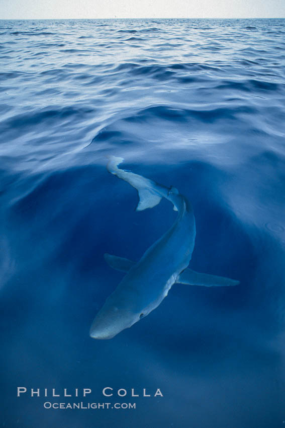Blue shark, open ocean. San Diego, California, USA, Prionace glauca, natural history stock photograph, photo id 03295