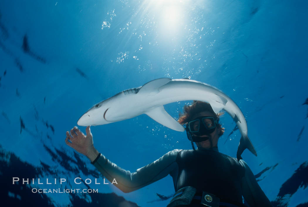 Blue shark and diver. San Diego, California, USA, Prionace glauca, natural history stock photograph, photo id 01921