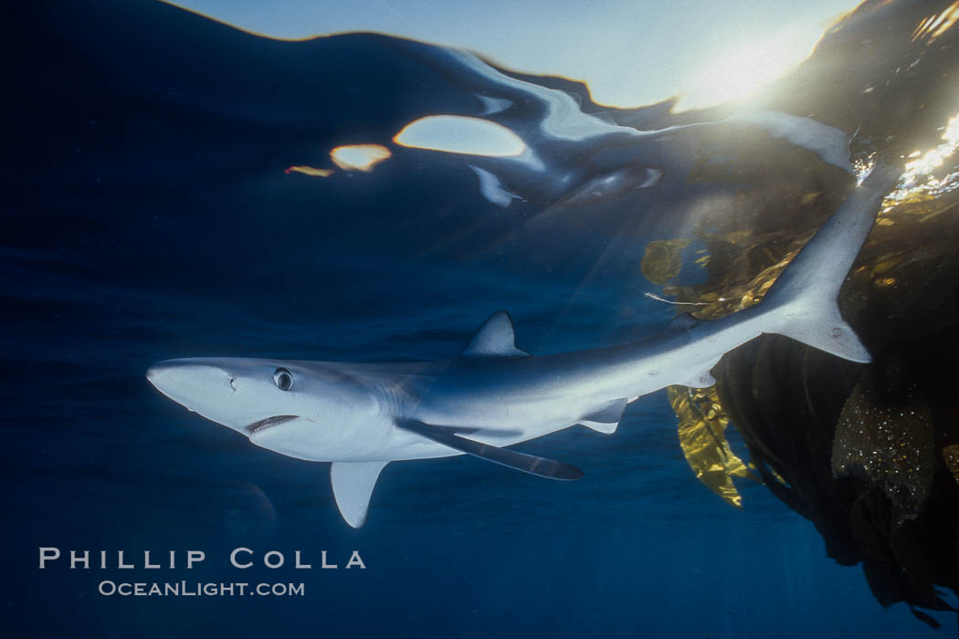 Blue shark and offshore drift kelp paddy, open ocean. San Diego, California, USA, Prionace glauca, natural history stock photograph, photo id 02289