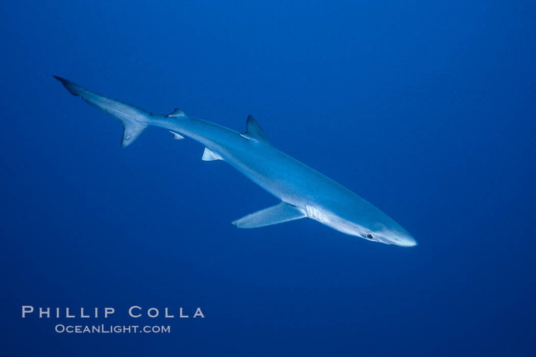 Blue shark, open ocean. San Diego, California, USA, Prionace glauca, natural history stock photograph, photo id 02293