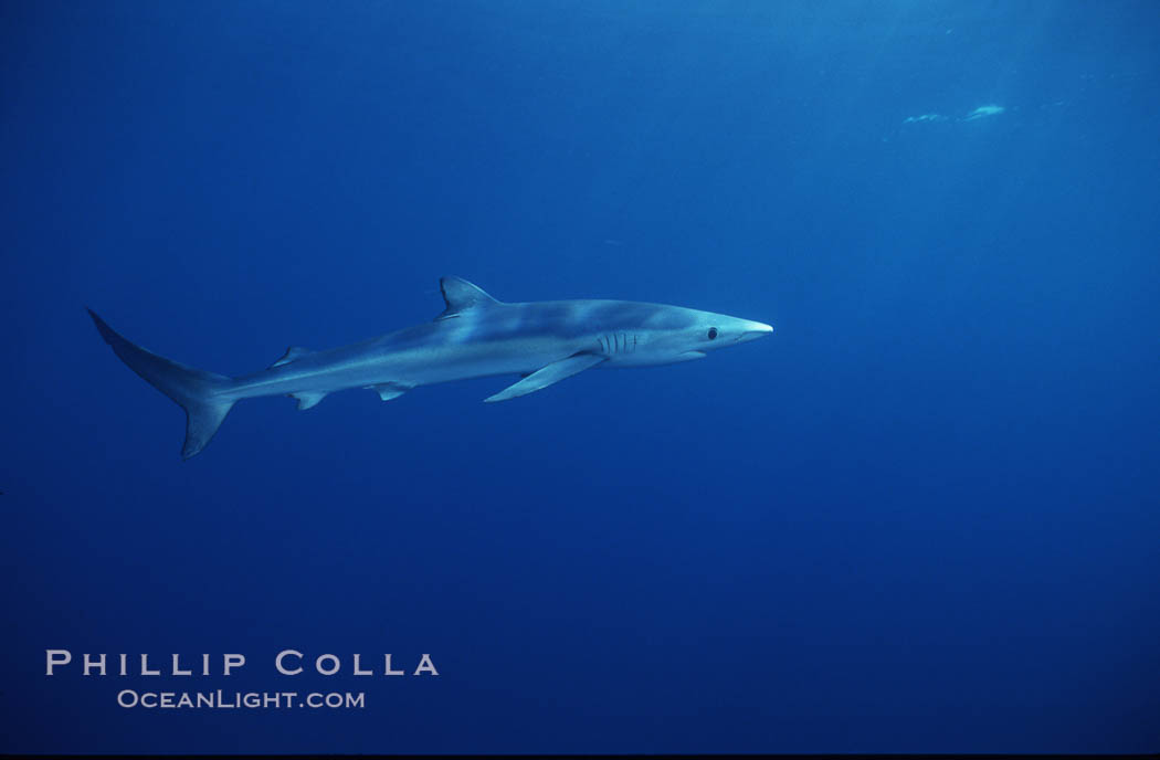 Blue shark, Baja California., Prionace glauca, natural history stock photograph, photo id 04841