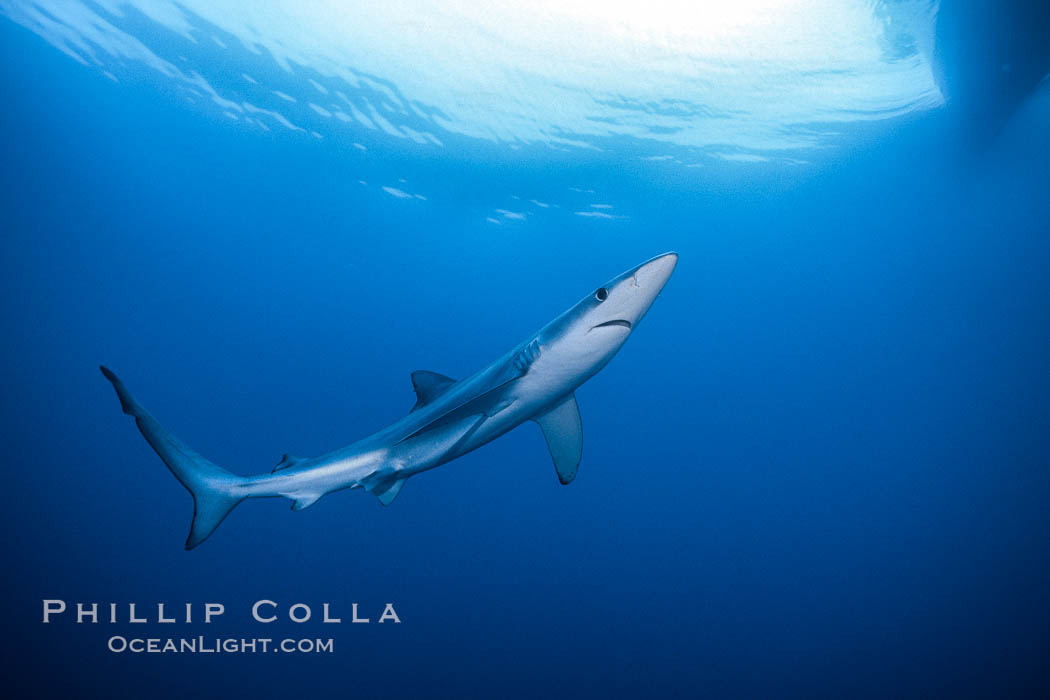 Blue shark swimming in the open ocean. Baja California, Mexico, Prionace glauca, natural history stock photograph, photo id 00594