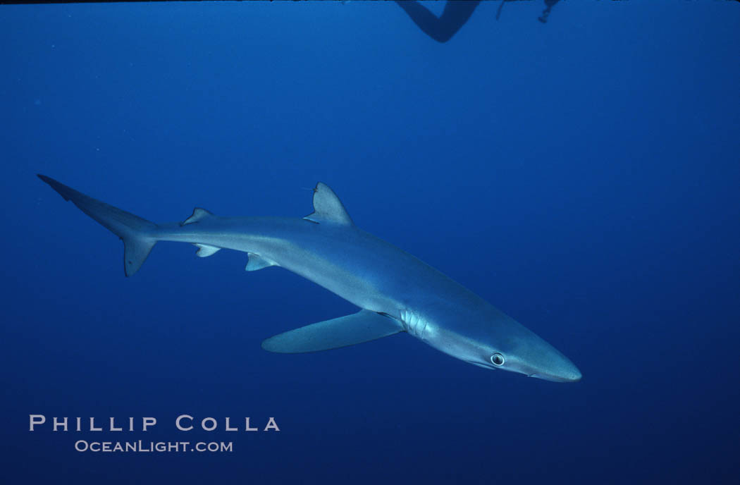 Blue shark, Baja California., Prionace glauca, natural history stock photograph, photo id 04854