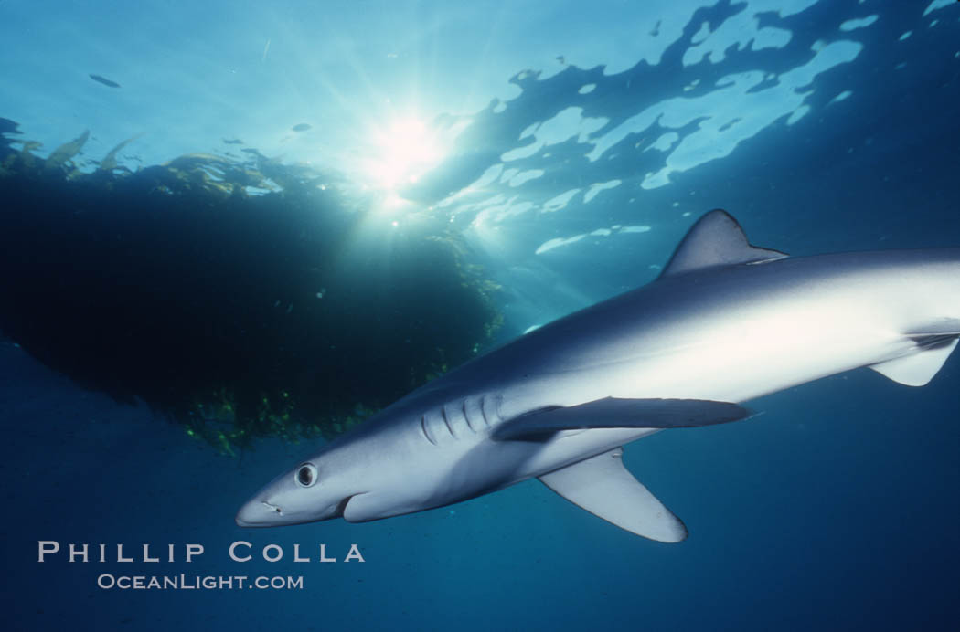 Blue shark, Baja California., Prionace glauca, natural history stock photograph, photo id 04862