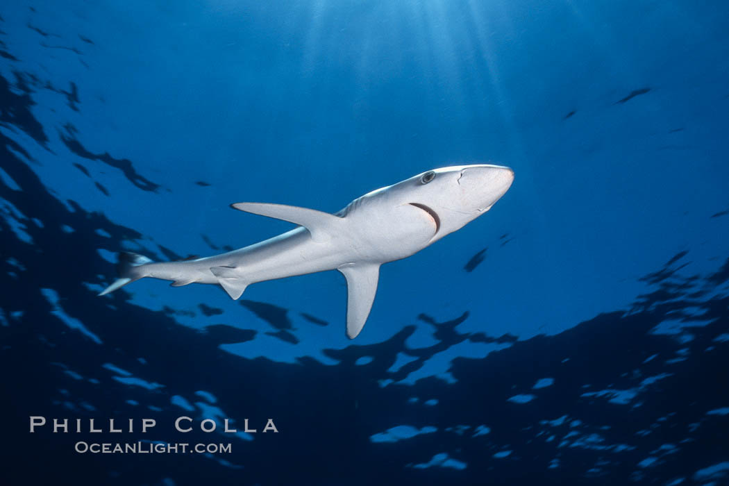 Juvenile blue shark in the open ocean. Baja California, Mexico, Prionace glauca, natural history stock photograph, photo id 04870