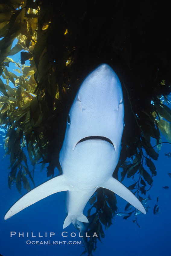 Blue shark and offshore drift kelp paddy, open ocean. Baja California, Mexico, Prionace glauca, natural history stock photograph, photo id 04874