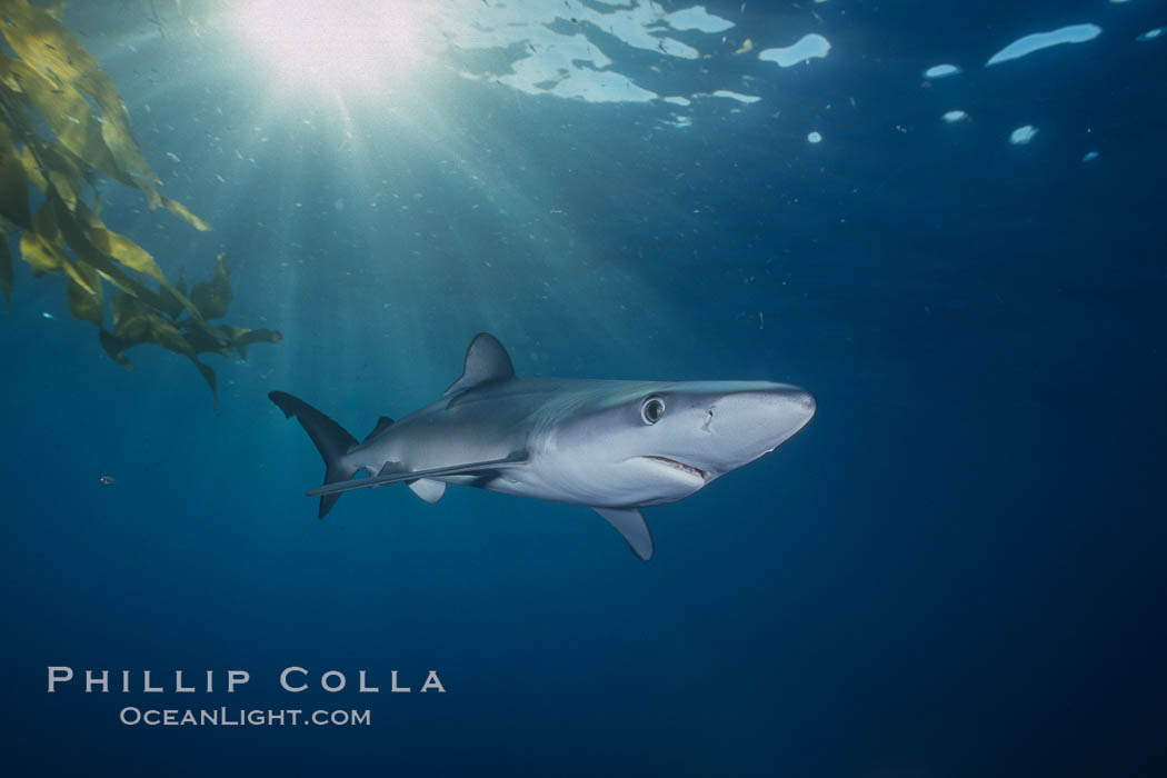 Blue shark and offshore drift kelp paddy, open ocean. Baja California, Mexico, Prionace glauca, natural history stock photograph, photo id 04860