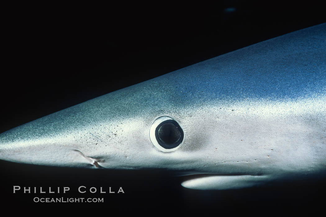 Blue shark, eye and small portion of nictitating membrane, open ocean, San Diego. Baja California, Mexico, Prionace glauca, natural history stock photograph, photo id 04872