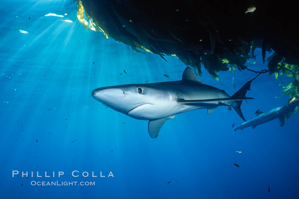 Blue shark and offshore drift kelp paddy, open ocean. Baja California, Mexico, Prionace glauca, natural history stock photograph, photo id 04876