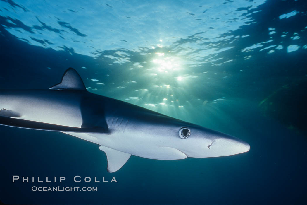 Blue shark, Baja California. Mexico, Prionace glauca, natural history stock photograph, photo id 04880
