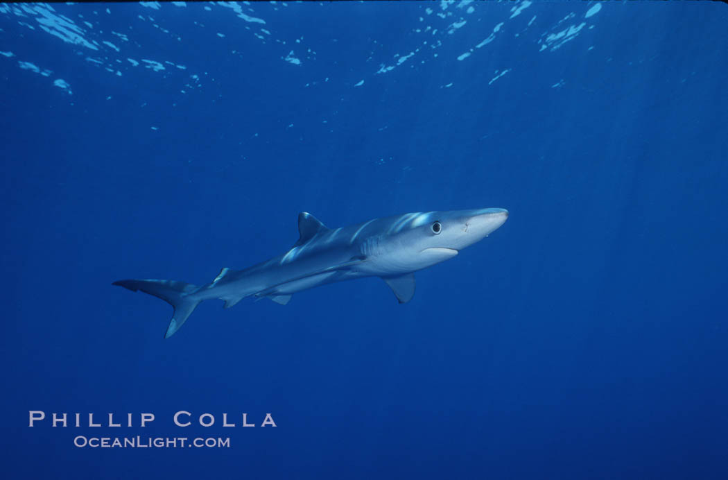 Blue shark, Baja California., Prionace glauca, natural history stock photograph, photo id 04859