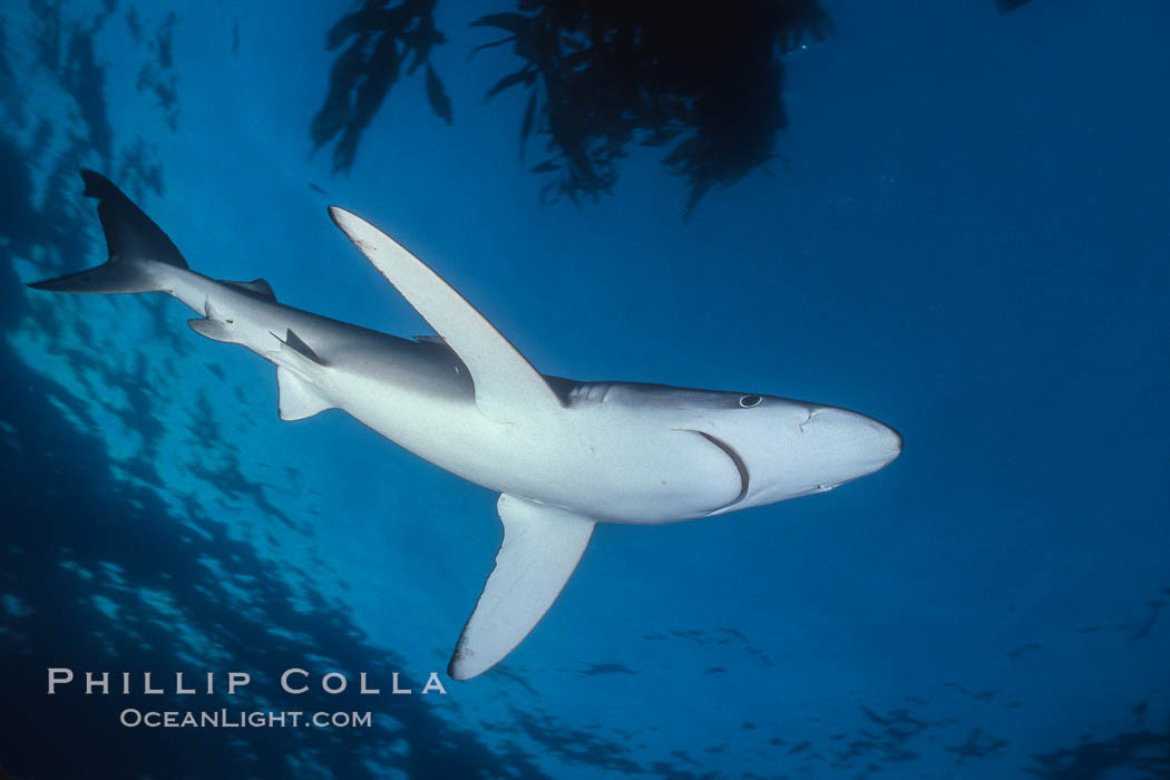 Blue shark and offshore drift kelp paddy, open ocean. Baja California, Mexico, Prionace glauca, natural history stock photograph, photo id 04875