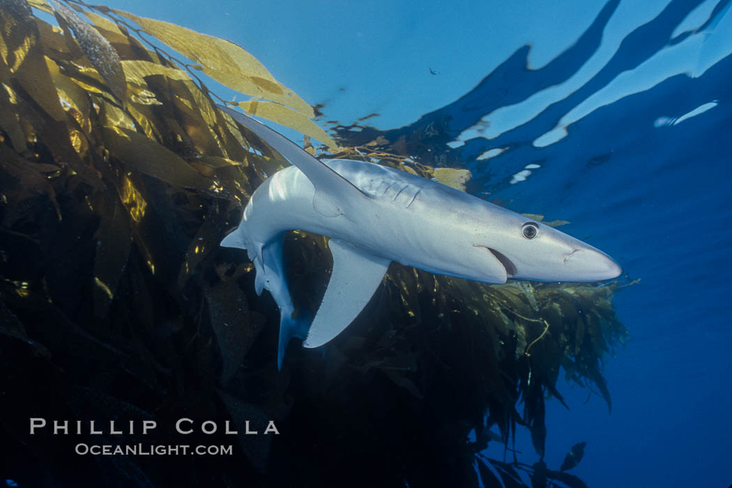 Blue shark and offshore drift kelp paddy, open ocean. Baja California, Mexico, Prionace glauca, natural history stock photograph, photo id 04879