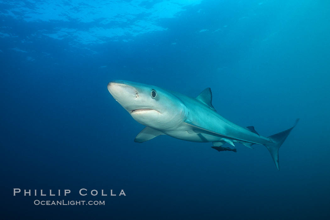 Blue shark, Baja California. Mexico, Prionace glauca, natural history stock photograph, photo id 04845