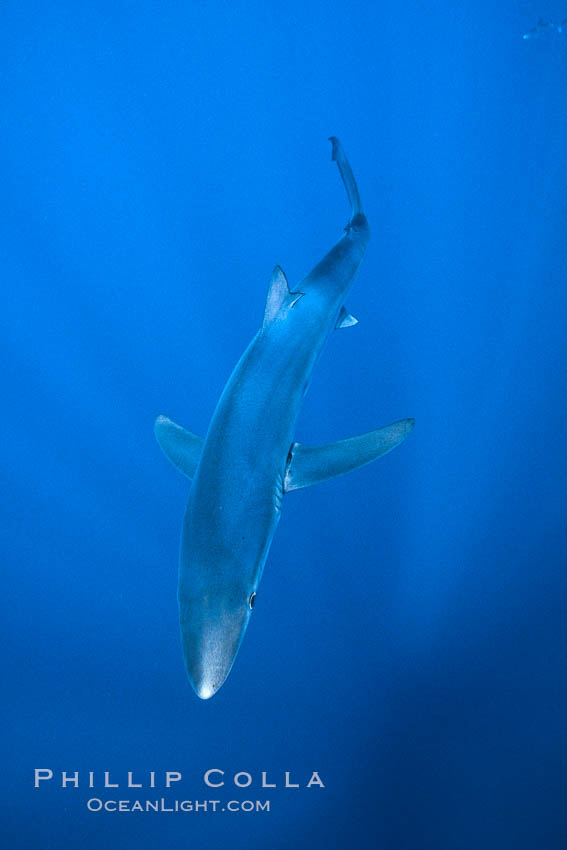 Blue shark, Baja California. Mexico, Prionace glauca, natural history stock photograph, photo id 04849