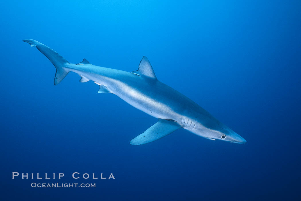 Blue shark, Baja California. Mexico, Prionace glauca, natural history stock photograph, photo id 04853