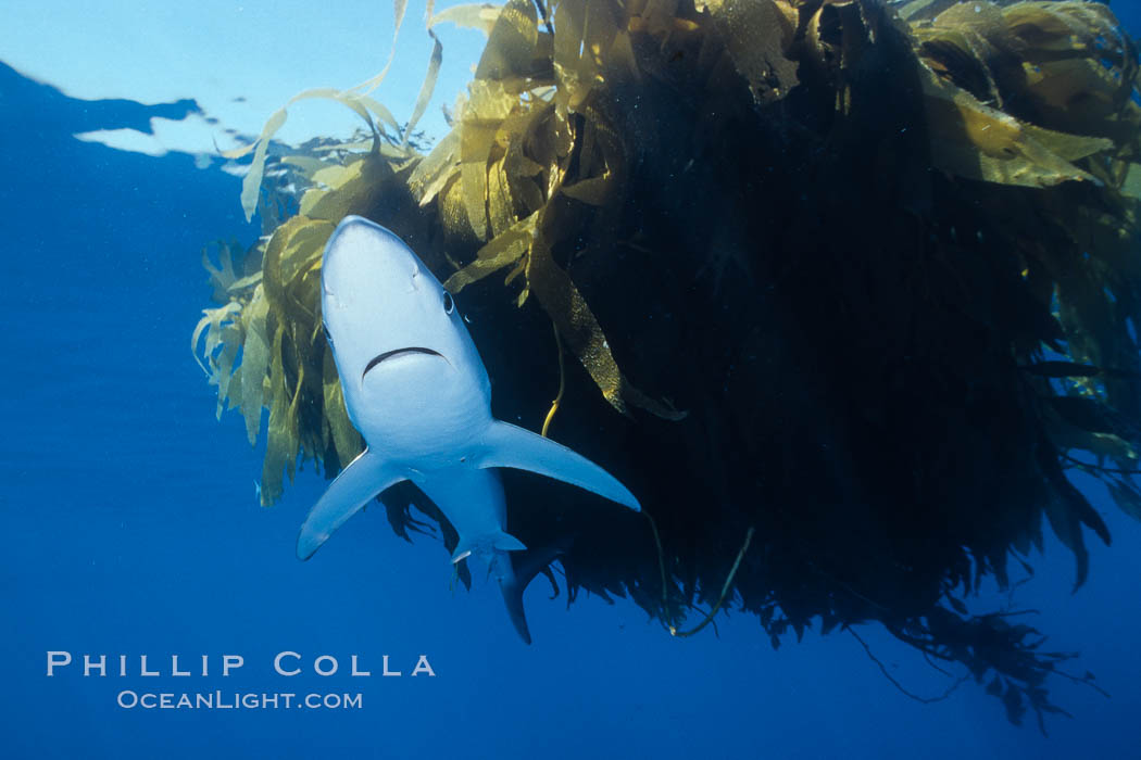 Blue shark and offshore drift kelp paddy, open ocean. Baja California, Mexico, Prionace glauca, natural history stock photograph, photo id 04861