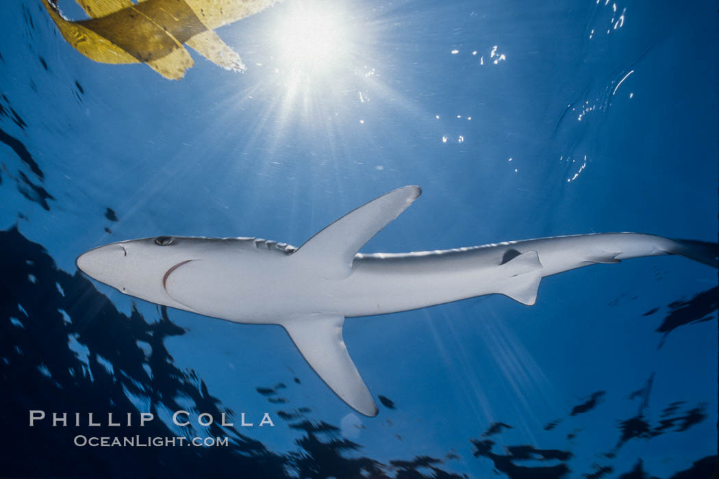 Blue shark and offshore drift kelp paddy, open ocean. Baja California, Mexico, Prionace glauca, natural history stock photograph, photo id 04869