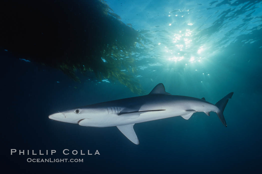 Blue shark swimming near kelp paddy, sunset, Baja California. Mexico, Prionace glauca, natural history stock photograph, photo id 04881