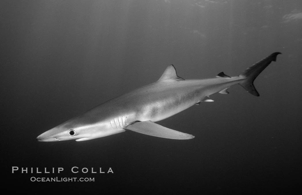 Blue shark. San Diego, California, USA, Prionace glauca, natural history stock photograph, photo id 06121