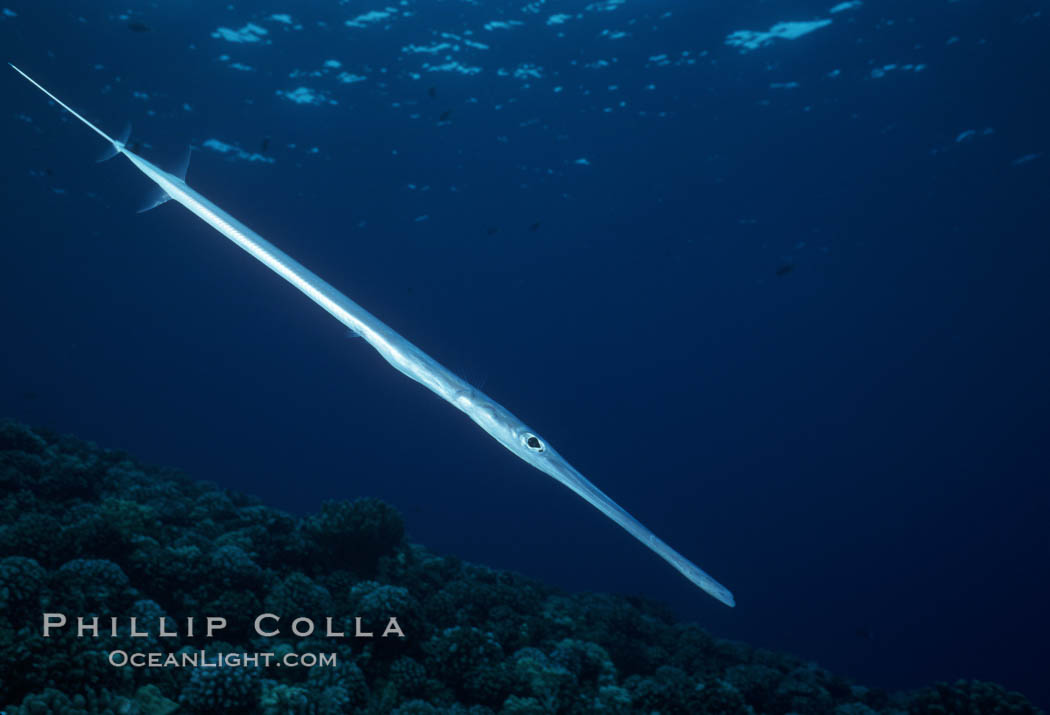 Coronetfish. Maui, Hawaii, USA, Fistularia commersonii, natural history stock photograph, photo id 07086