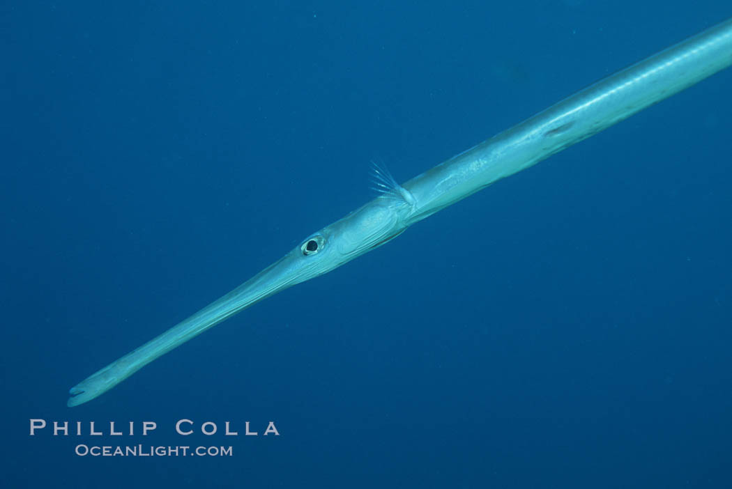 Coronetfish. Maui, Hawaii, USA, Fistularia commersonii, natural history stock photograph, photo id 05244