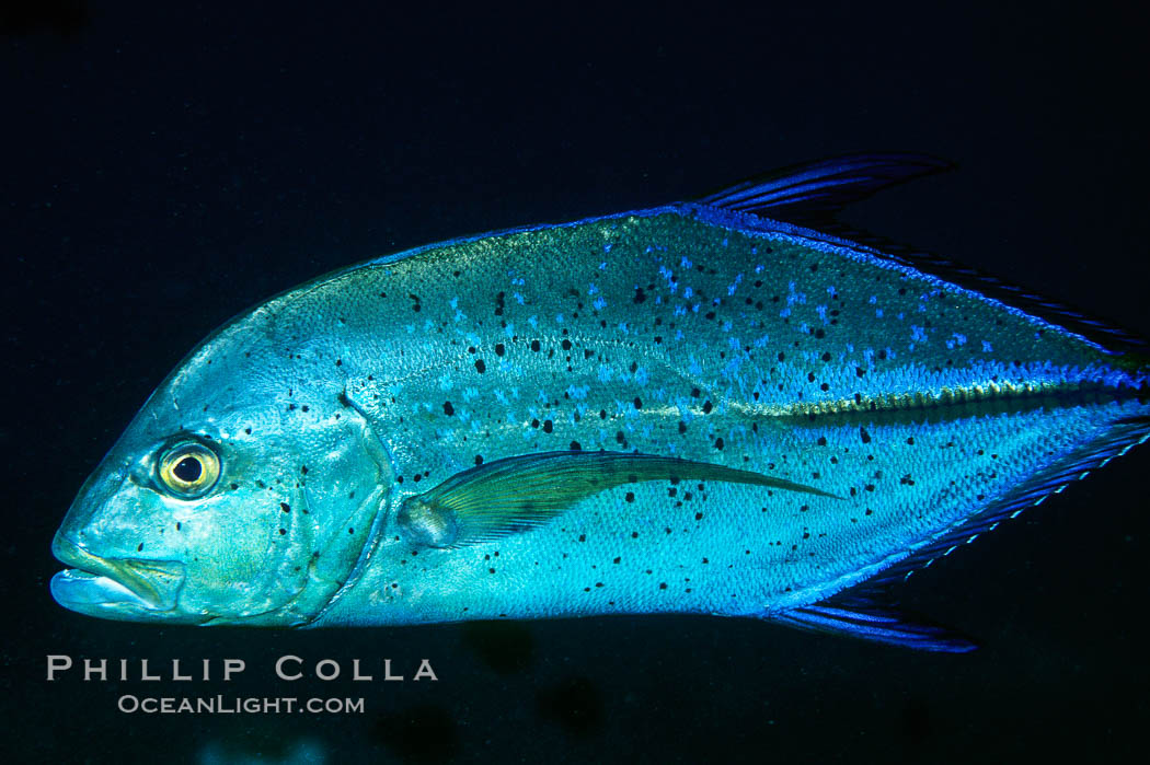 Blue spotted jack (also blue jack, blue trevally, bluefin trevally). Maui, Hawaii, USA, Caranx melampygus, natural history stock photograph, photo id 07092