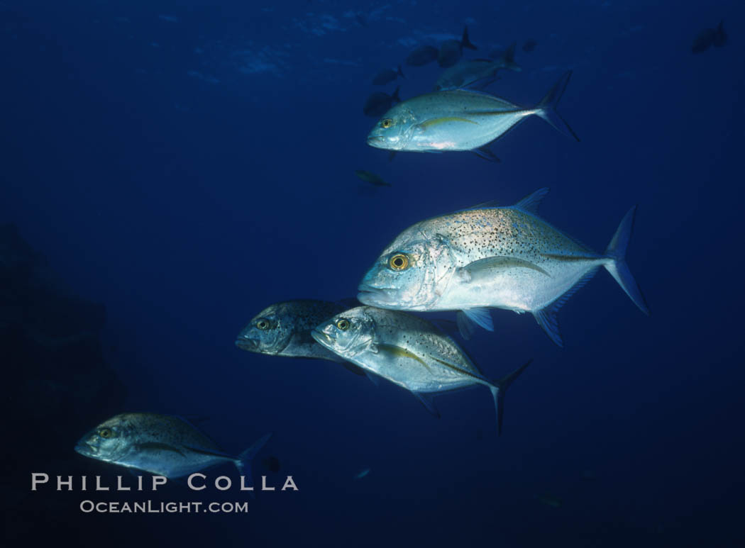 Blue spotted jack (also blue jack, blue trevally, bluefin trevally), Revilligigedos., Caranx melampygus, natural history stock photograph, photo id 05765