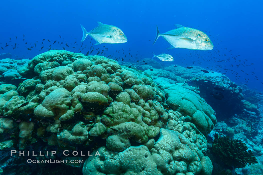 Blue-spotted jacks and coral reef, Clipperton Island. France, Porites lobata, natural history stock photograph, photo id 32976