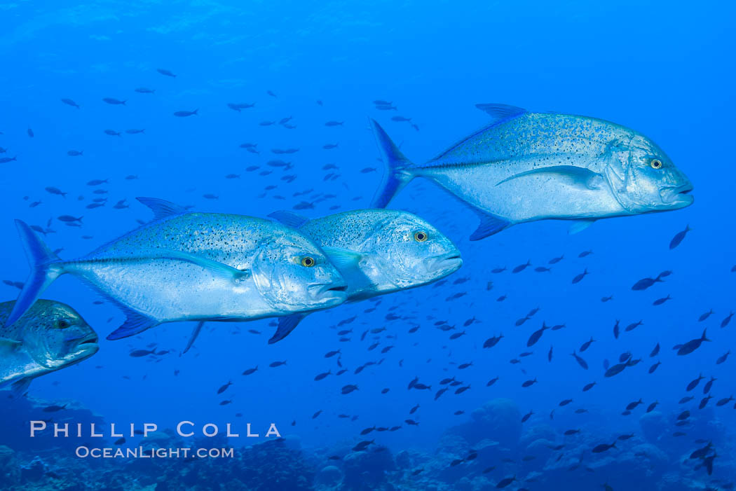 Blue-spotted jacks and coral reef, Clipperton Island. France, natural history stock photograph, photo id 33008