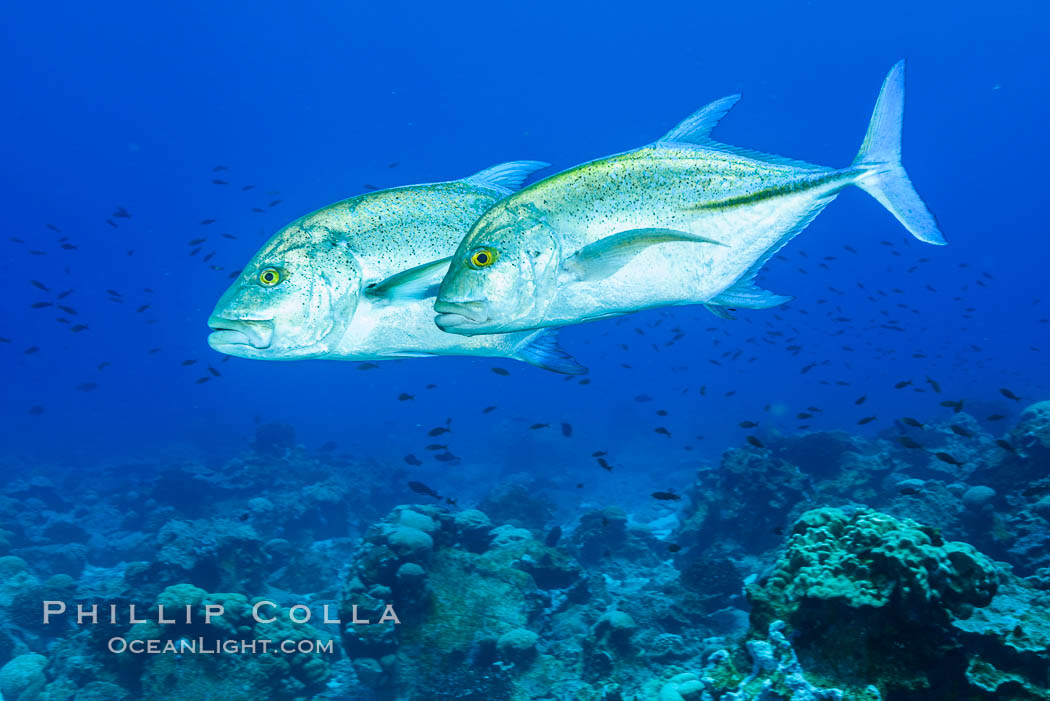 Blue-spotted jacks and coral reef, Clipperton Island. France, natural history stock photograph, photo id 32979