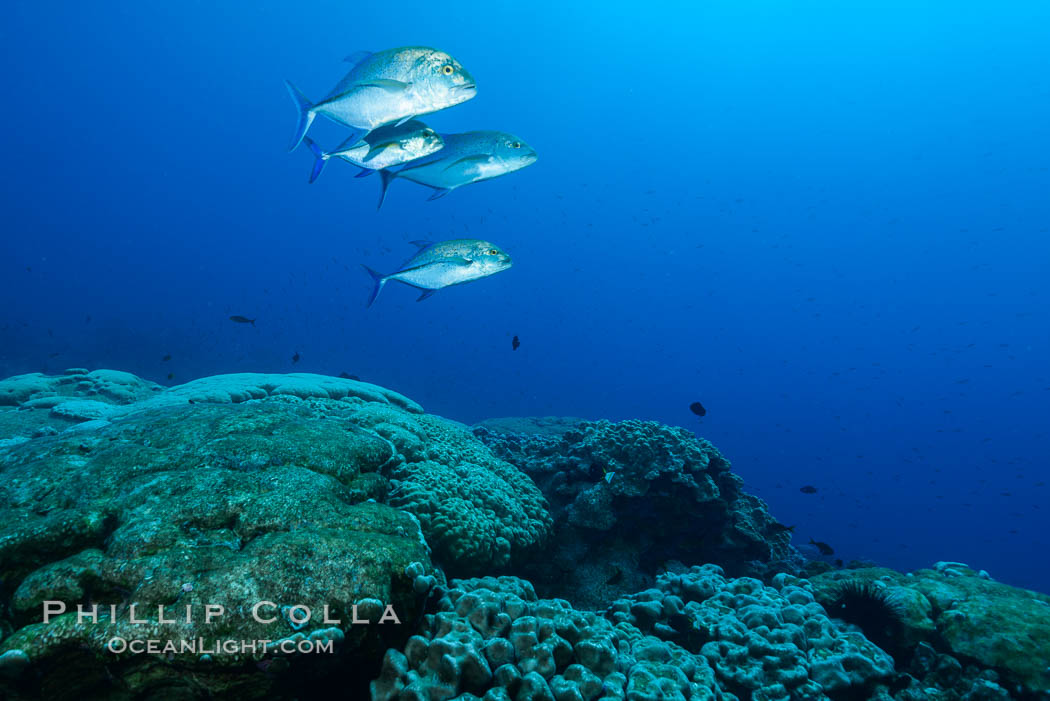 Blue-spotted jacks and coral reef, Clipperton Island. France, Porites lobata, natural history stock photograph, photo id 33025