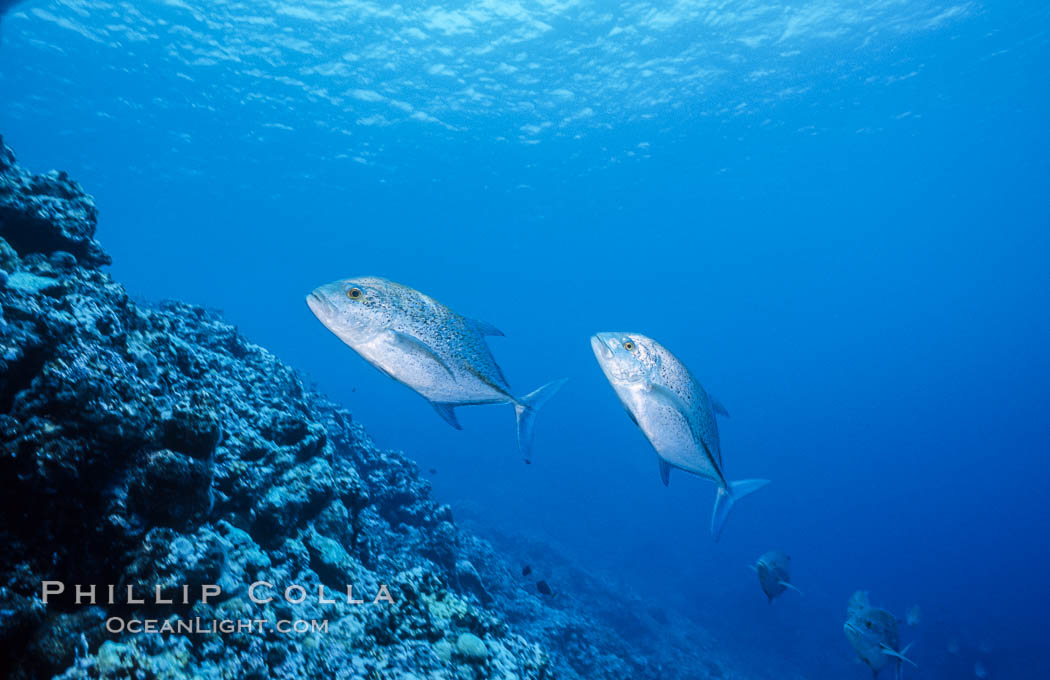 Blue-spotted jacks at Rose Atoll, American Samoa. Rose Atoll National Wildlife Refuge, USA, natural history stock photograph, photo id 00784