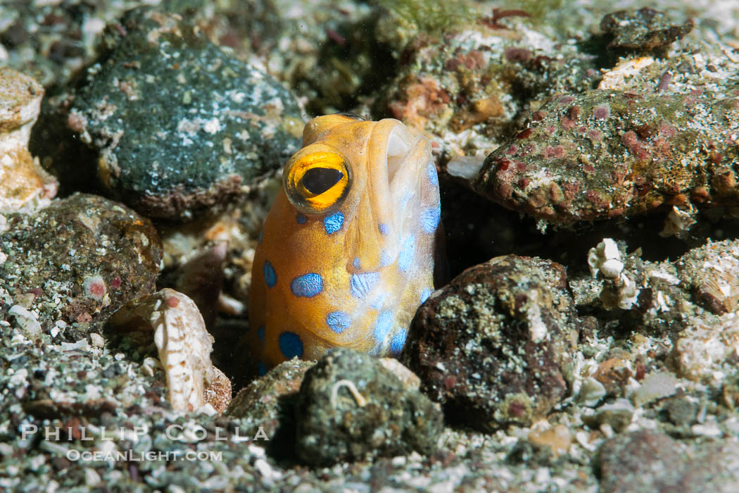 The blue-spotted jawfish is a species of jawfish native to the Gulf of California. It is an inhabitant of reefs where it is found in large colonies at depths of around 12 metres. This species hides in its burrow at night, completely sealing the entrance. Every morning, it rebuilds the burrow entrance, Opistognathus rosenblatti, Isla Angel de la Guarda, Baja California, Mexico The blue-spotted jawfish is a species of jawfish native to the Gulf of California. It is an inhabitant of reefs where it is found in large colonies at depths of around 12 metres. This species hides in its burrow at night, completely sealing the entrance. Every morning, it rebuilds the burrow entrance, Opistognathus rosenblatti, Isla Angel de la Guarda, Baja California, Mexico