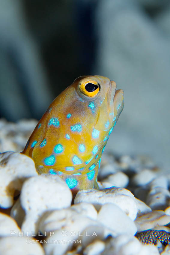 Bluespotted jawfish, Opistognathus rosenblatti photo, 14688