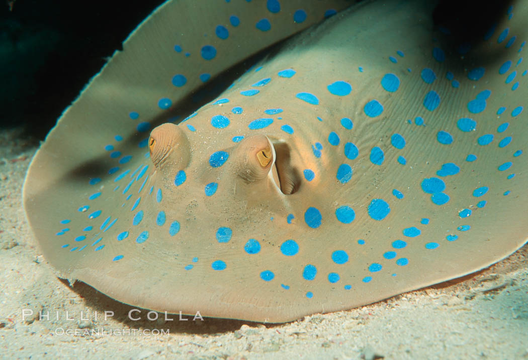 Blue spotted stingray. Egyptian Red Sea, Taeniura lymma, natural history stock photograph, photo id 00379