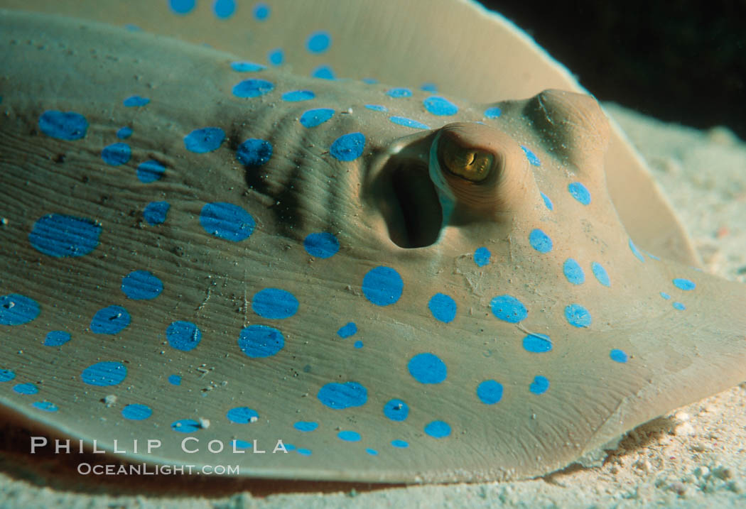 Blue spotted stingray. Egyptian Red Sea, Taeniura lymma, natural history stock photograph, photo id 00309