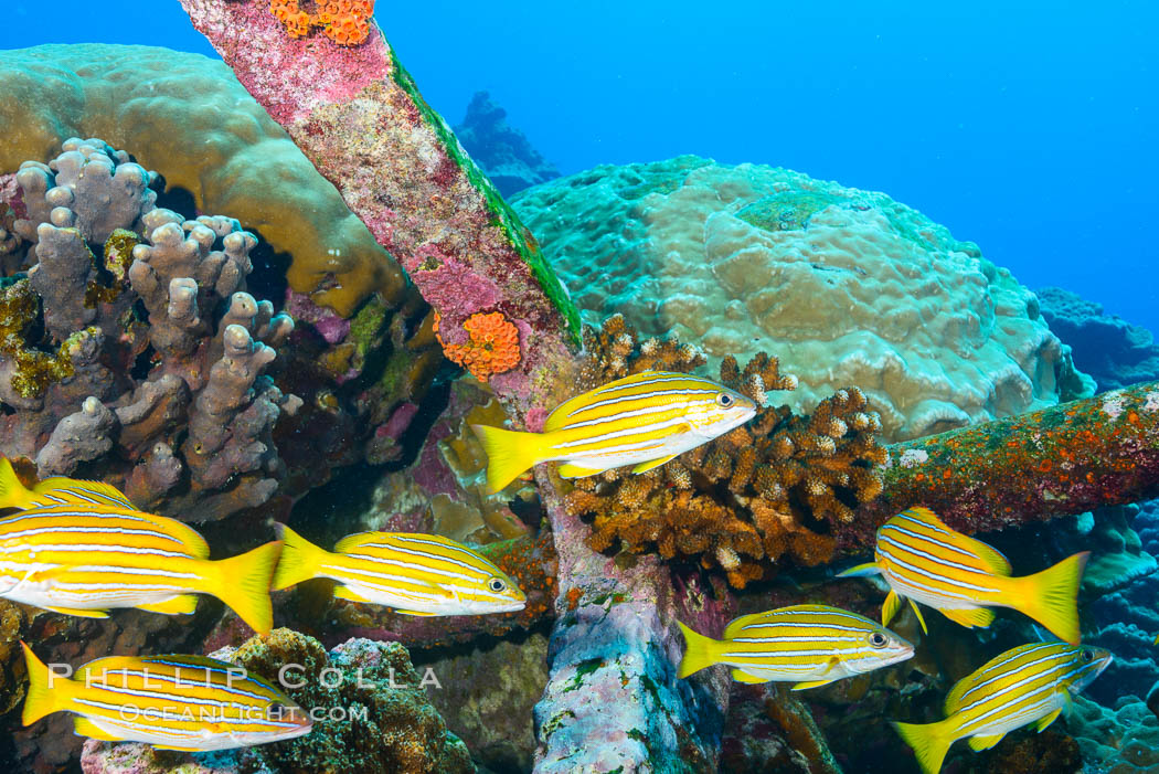 Blue-striped Snapper and old anchor embedded in coral reef, Clipperton Island. France, natural history stock photograph, photo id 32972