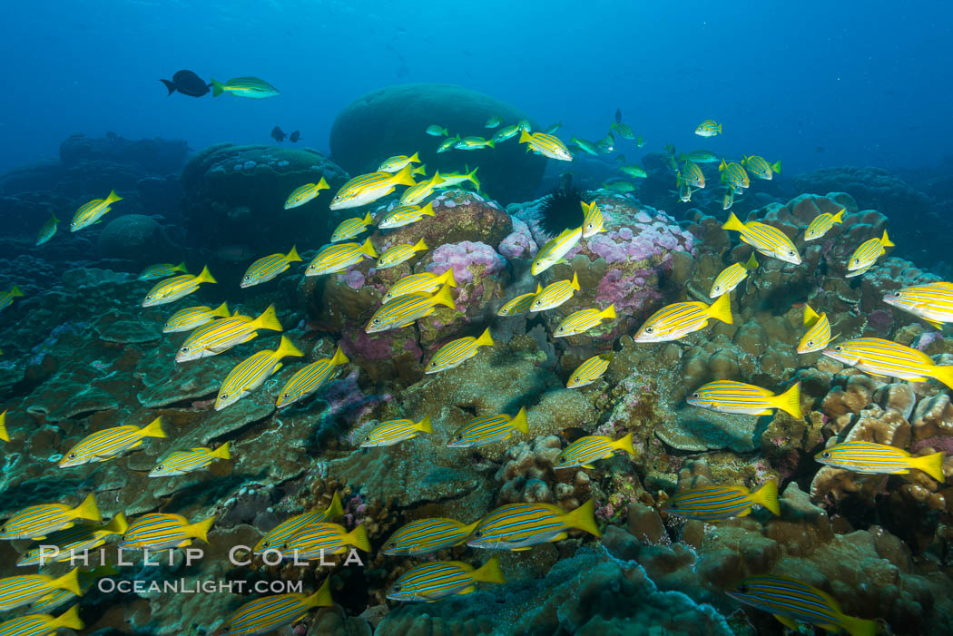 Blue-striped Snapper over coral reef, Lutjanus kasmira, Clipperton Island. France, natural history stock photograph, photo id 32962