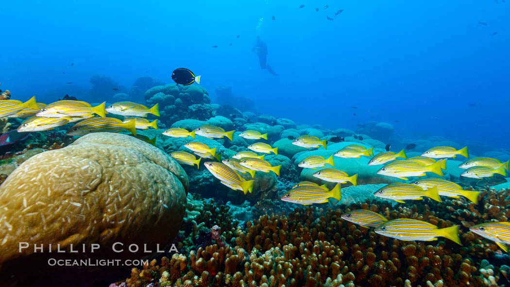 Blue-striped Snapper, Lutjanus kasmira, Clipperton Island. France, natural history stock photograph, photo id 33002